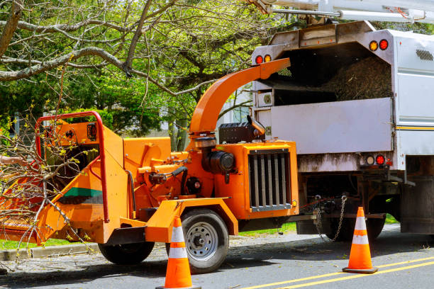 How Our Tree Care Process Works  in  Hokendauqua, PA