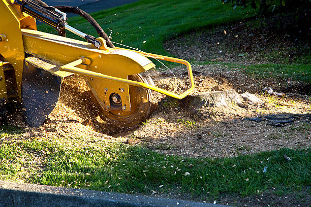 Best Lawn Grading and Leveling  in Hokendauqua, PA